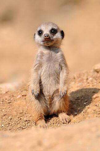 meerkat